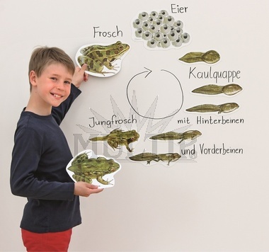 Životní cyklus žáby